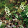 Catmint